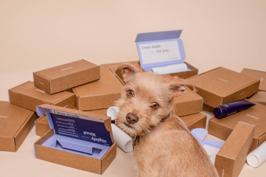 Dog with mailing boxes
